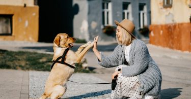 How to choose the right dog for you and your family?